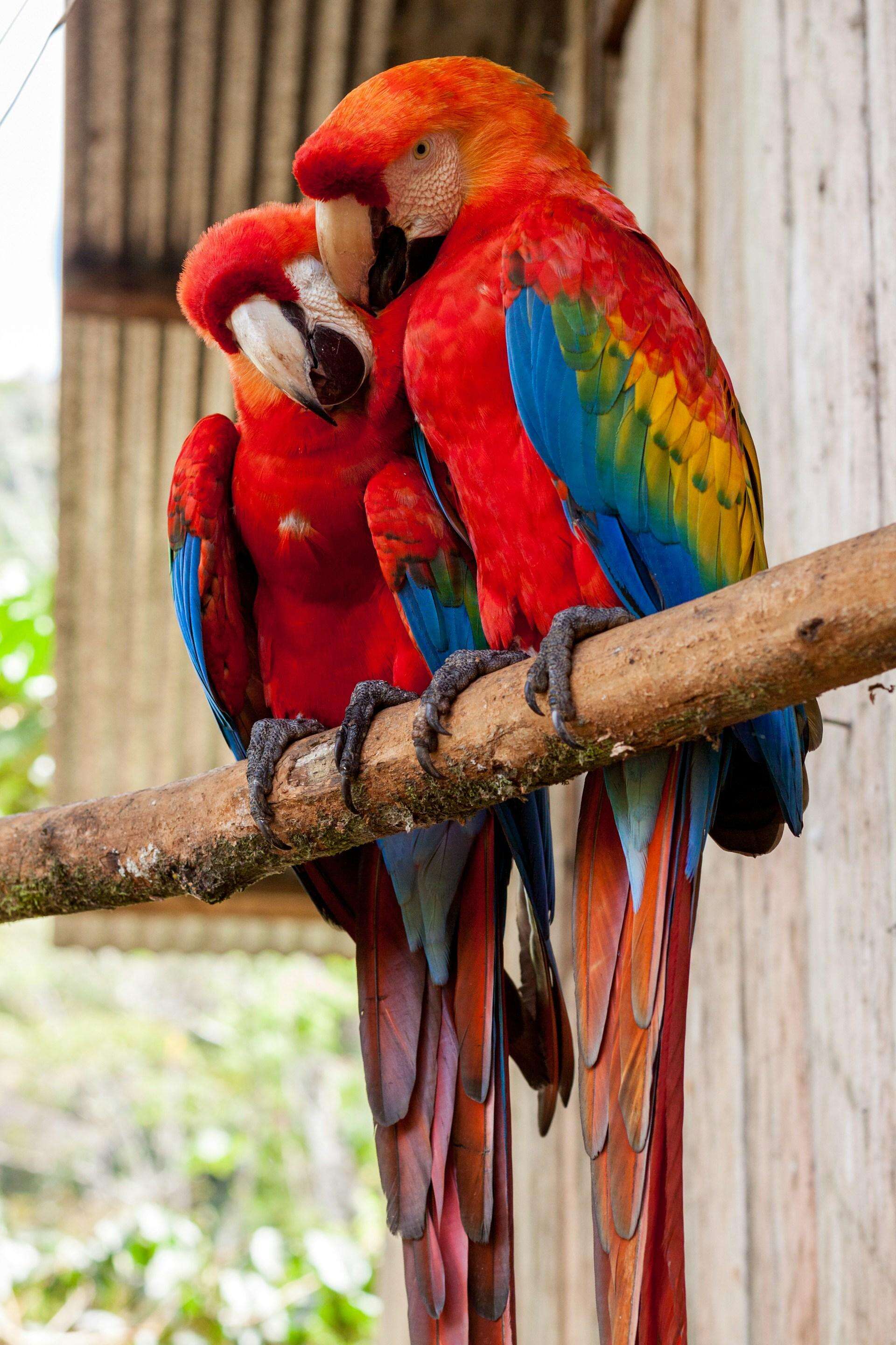 Parrots Wallpapers