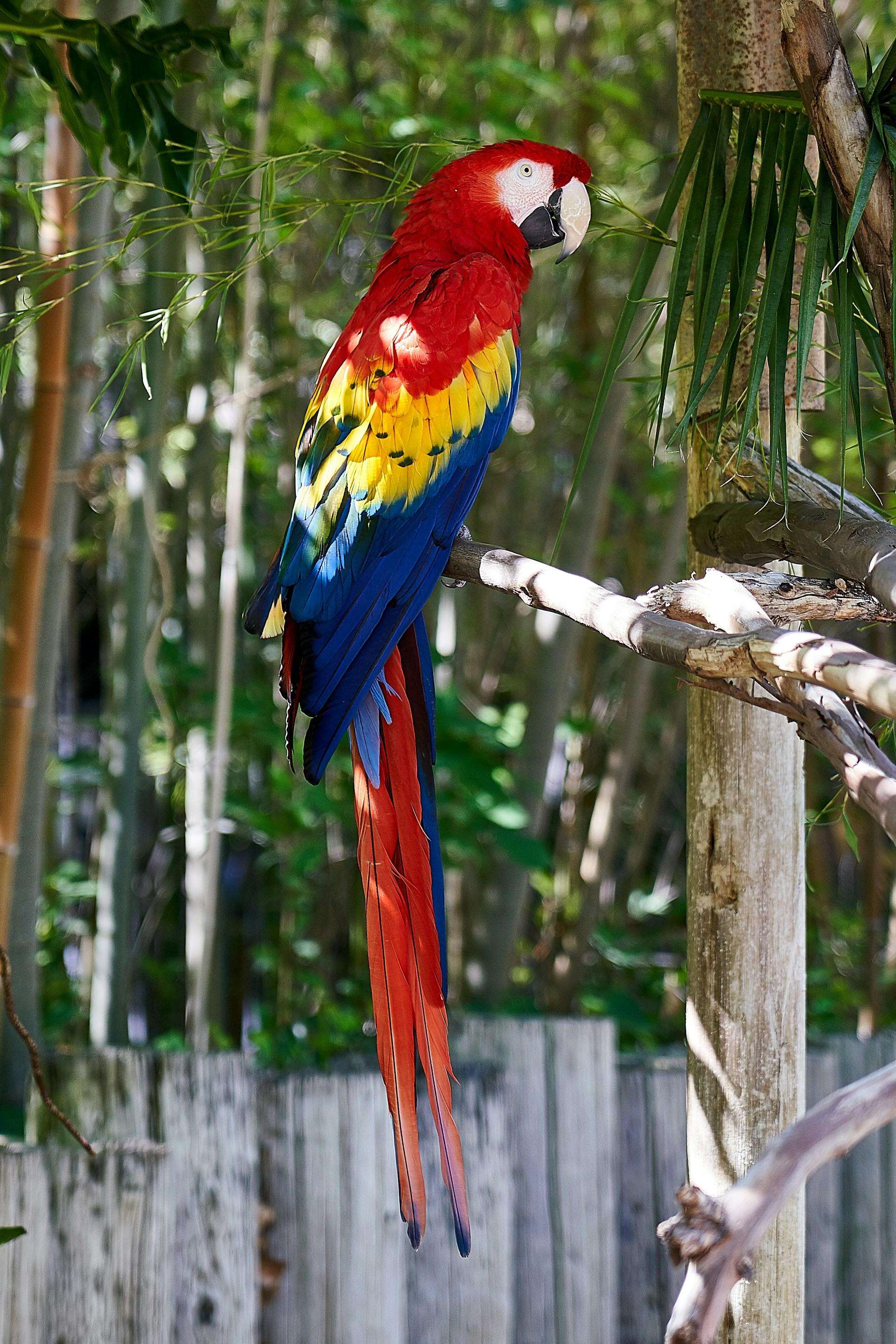 Parrots Wallpapers