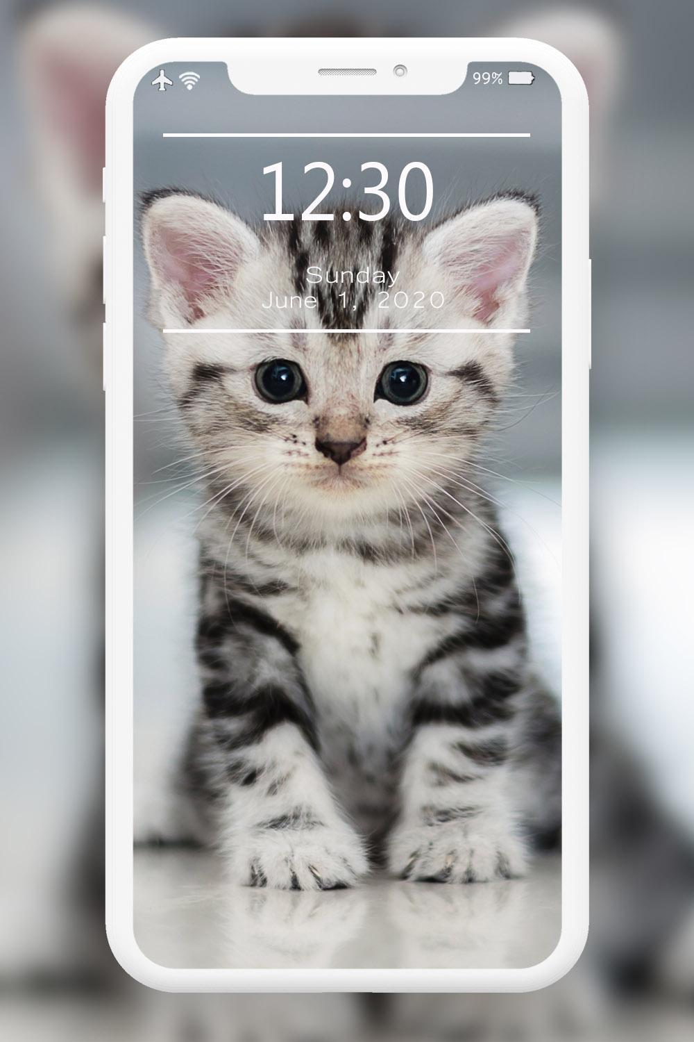 Cutest Cats Wallpaper