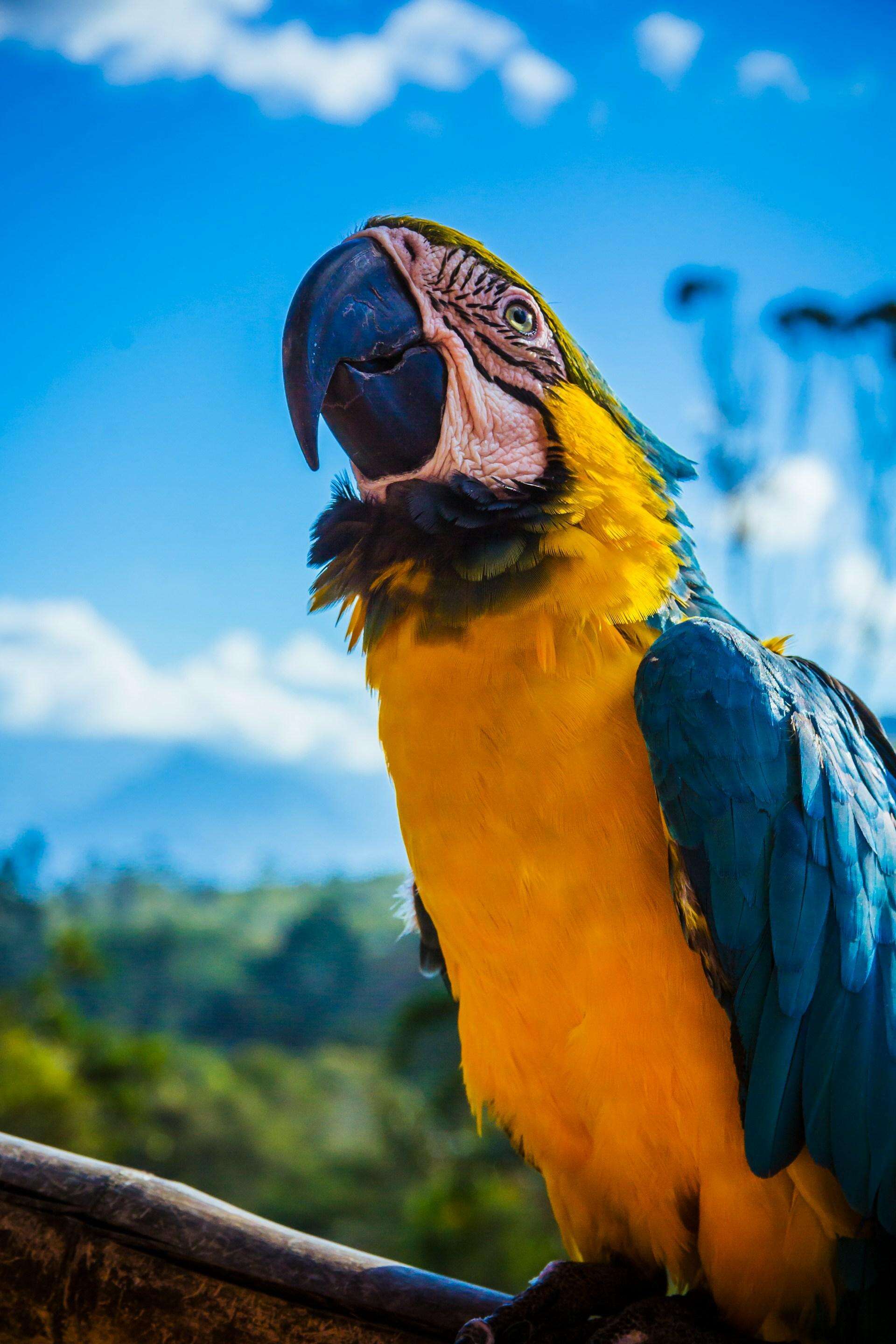 Parrots Wallpapers