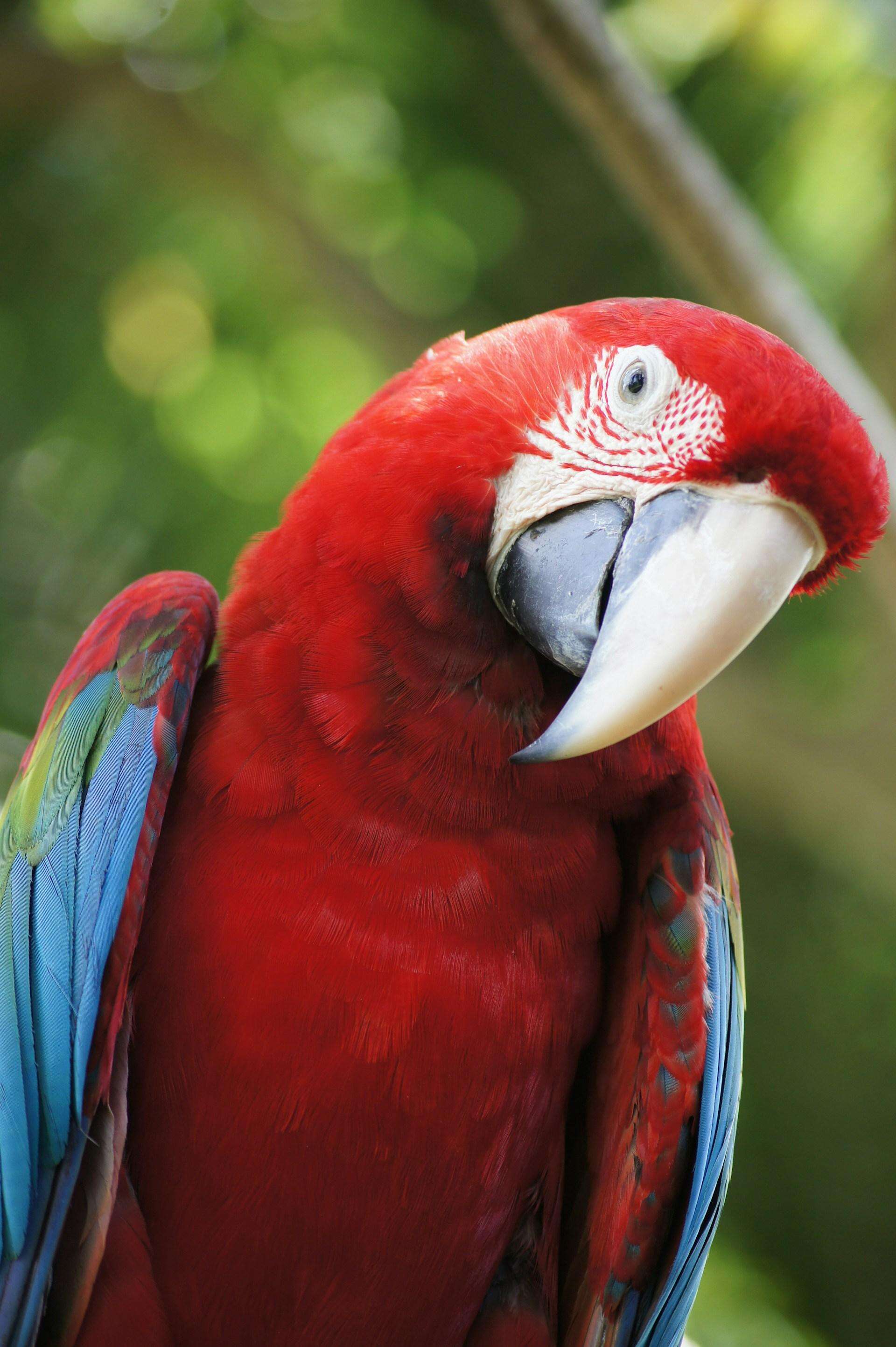 Parrots Wallpapers