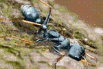 Ant Legion Tier List – The List of All Ants March 2025