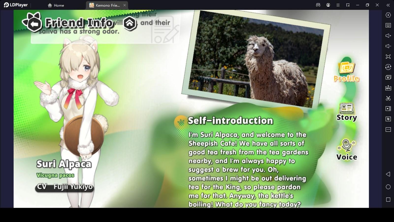 Suri Alpaca