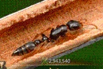 Ant Legion Tier List – The List of All Ants March 2025