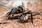 Ant Legion Tier List – The List of All Ants March 2025