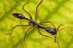 Ant Legion Tier List – The List of All Ants March 2025