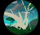 All Creatures in Creatures of Sonaria – Creatures Tier List March 2025