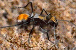 Ant Legion Tier List – The List of All Ants March 2025