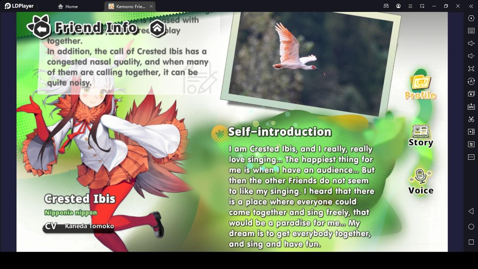 Crested Ibis