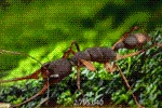 Ant Legion Tier List – The List of All Ants March 2025