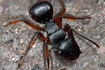 Ant Legion Tier List – The List of All Ants March 2025