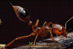 Ant Legion Tier List – The List of All Ants March 2025