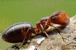 Ant Legion Tier List – The List of All Ants March 2025