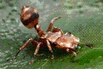 Ant Legion Tier List – The List of All Ants March 2025