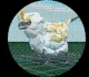 All Creatures in Creatures of Sonaria – Creatures Tier List March 2025