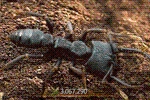 Ant Legion Tier List – The List of All Ants March 2025