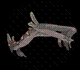 All Creatures in Creatures of Sonaria – Creatures Tier List March 2025