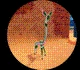 All Creatures in Creatures of Sonaria – Creatures Tier List March 2025